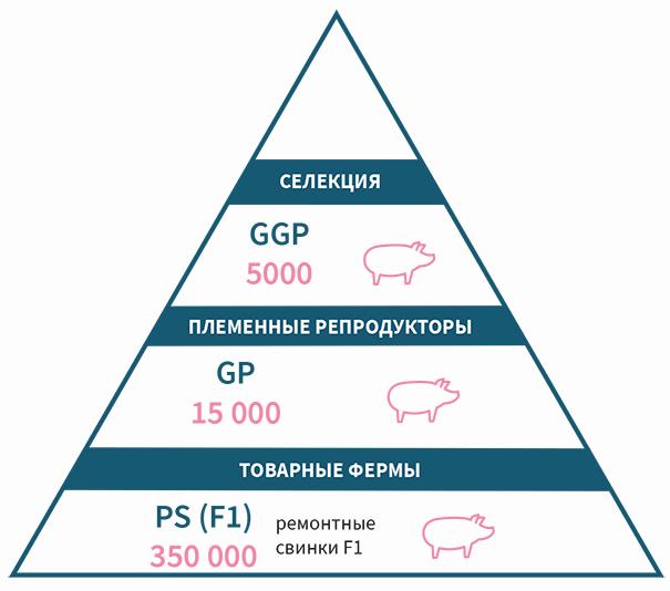 Генетика и селекция Генетика и селекция
